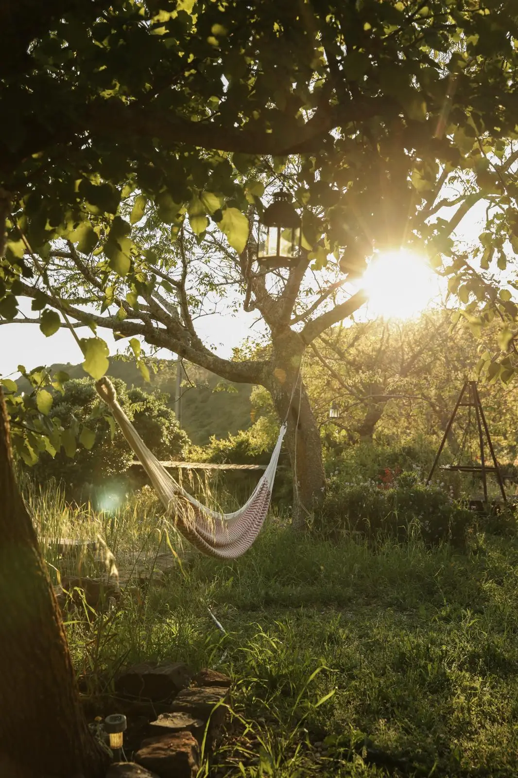 Hammock at sunrise in the Rose Mountain garden