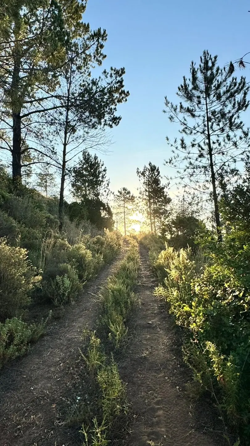 Walking path through the Rose Mountain land in morning sun